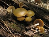 Kuehneromyces lignicola image