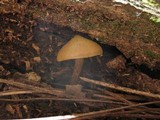 Kuehneromyces lignicola image