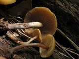 Kuehneromyces lignicola image