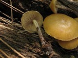 Kuehneromyces lignicola image