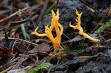 Clavulinopsis corniculata image