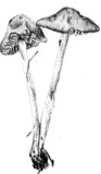 Marasmius oreades image