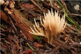 Aphelaria tuberosa image