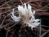 Clavulina coralloides image