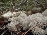Cladia retipora image