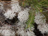 Cladia retipora image