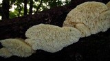 Sarcodontia pachyodon image