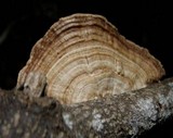 Hexagonia tenuis image