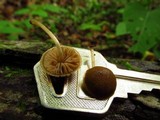 Simocybe centunculus var. centunculus image