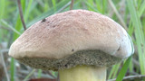 Boletus subtomentosus image