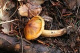 Tricholoma aurantium image
