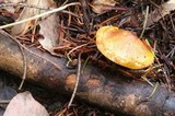 Tricholoma aurantium image