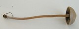 Panaeolus cinctulus image