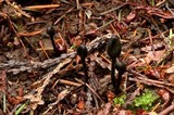Trichoglossum hirsutum image