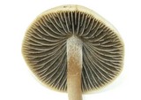 Panaeolus cinctulus image
