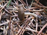 Leptonia undulatella image