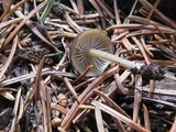 Leptonia undulatella image