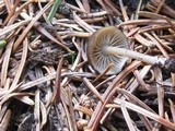 Leptonia undulatella image
