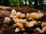 Gloeotromera alba image