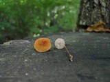Marasmius sullivantii image