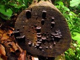 Resupinatus applicatus image
