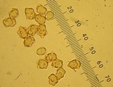 Inocybe mixtilis image