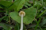 Conocybe apala image