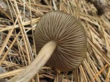 Entoloma vernum image