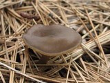 Entoloma vernum image