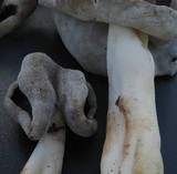Helvella compressa image
