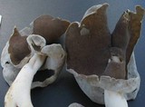 Helvella compressa image