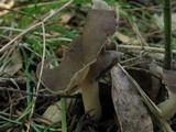 Helvella compressa image