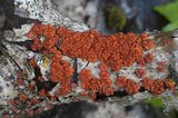Peniophora rufa image