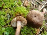Inocybe assimilata image