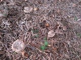 Inocybe assimilata image
