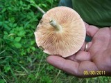 Rhodotus palmatus image