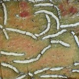 Dyplolabia afzelii image