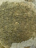 Fissurina subcontexta image