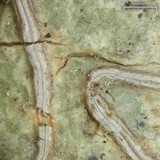 Fissurina subcontexta image