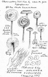 Nolanea fusciceps image