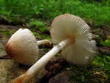 Leucoagaricus caerulescens image