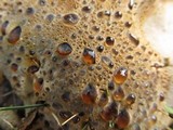 Inonotus dryadeus image