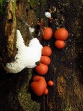 Lycogala epidendrum image