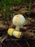 Agaricus auricolor image
