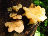 Gloeotromera alba image