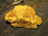 Pseudomerulius curtisii image