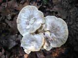 Meripilus sumstinei image