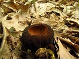 Galiella rufa image