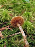 Galerina paludosa image