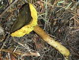 Phylloporus arenicola image